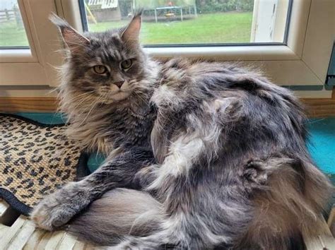 Vente Dune Chatte Maine Coon De 2 Ans Bleu Tortie Silver Blotched