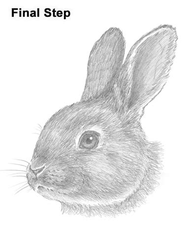 Hey everyone, this is a tutorial that will show you how to. How to Draw a Rabbit (Head Detail)