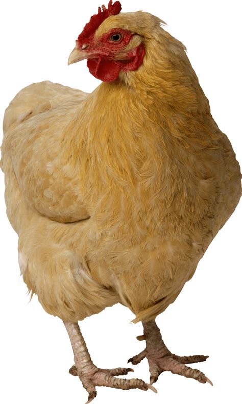 Download Chicken Png Image Hq Png Image In Different Resolution