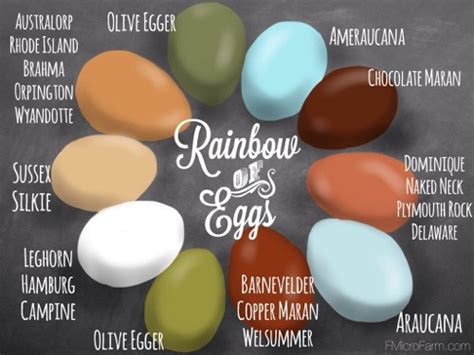 Chicken Egg Color Chart Breed Specific In Chicken Egg Colors