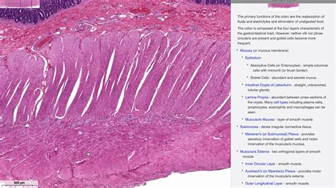 Histologia Do Sistema Digestório Intestino Grosso Youtube