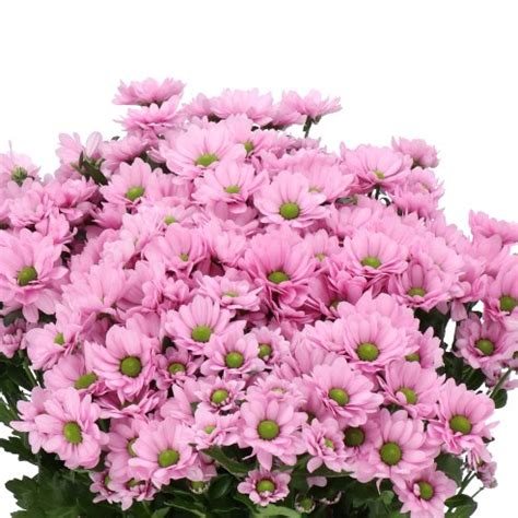 CHRYSANT SAN TWINKLY 55cm Wholesale Dutch Flowers Florist Supplies UK