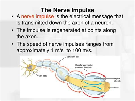 Nerve Impulse Definition Mechanism Process Amp Types Gambaran