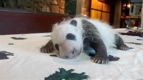 National Zoo Announces Bei Bei Is The Name Of The New Panda Cub Us