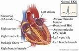 Electrical Activity Of The Heart Pictures
