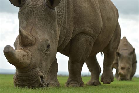 Northern White Rhino Extinction Can Science Save The Subspecies
