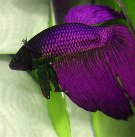 Purple And Black Veil Tail Betta Fish Betta Fish Types Betta