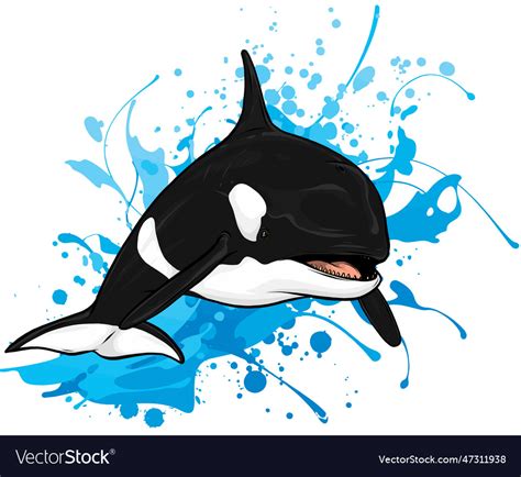 Killer Whale Jumping Out Of Water Royalty Free Vector Image