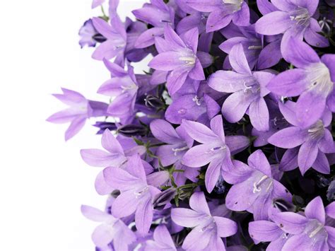 63 Purple Flower Background