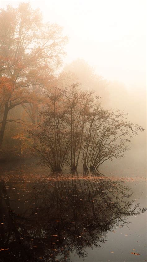 Download Wallpaper 1440x2560 Trees Reflection Pond Fallen Leaves