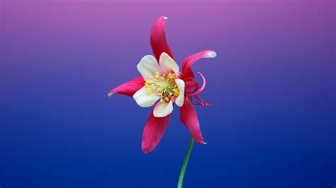 Stunning Flower Background Mac Images For Your Devices