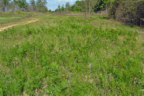 Converting From Pines To Pastures Control Weeds Before Planting Uf