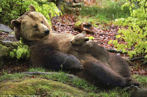 Give Me A Kiss Mum Adorable Bear Cub Cuddles Up To Its Mother And Gives Her A Peck Daily