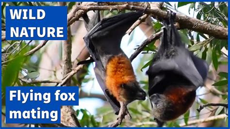 Flying Foxes Mating Grey Headed Flying Fox Pteropus Poliocephalus Youtube