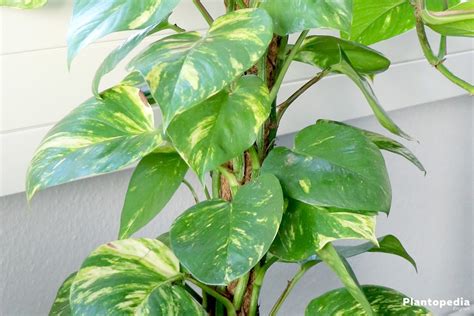 Philodendron Houseplant - Types / How to Grow, Care and Plant - Plantopedia