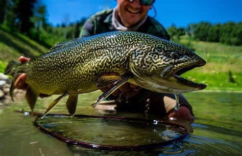 A Tiger Trout Story Flylords Mag