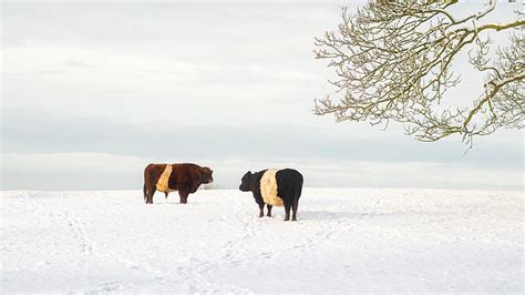 Royalty Free Photo Two Black And Brown Cattles On Snow Near Tree At