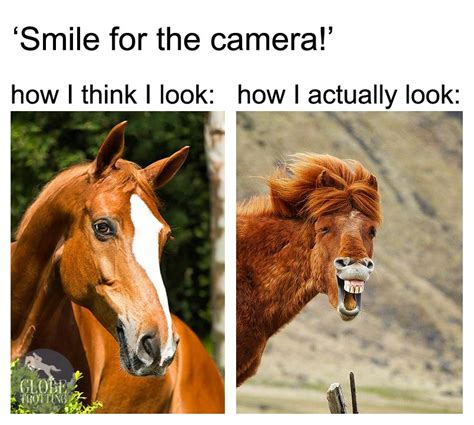 Need To Work On My Effortless Cool Look Horse Quotes Funny Funny