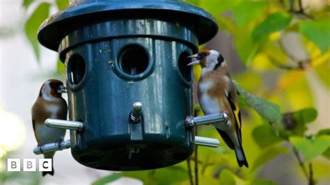 Garden Bird Study Aims To Solve Goldfinch Mystery BBC Newsround