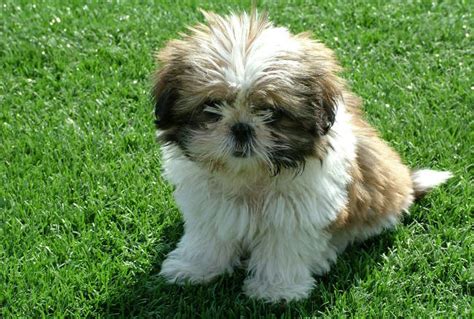 Healthy food should not only be given to humans but also to our s. Best Dog Food for Shih Tzus