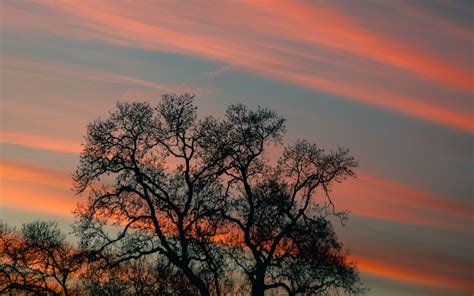 Download Wallpaper 3840x2400 Tree Branches Sky Clouds