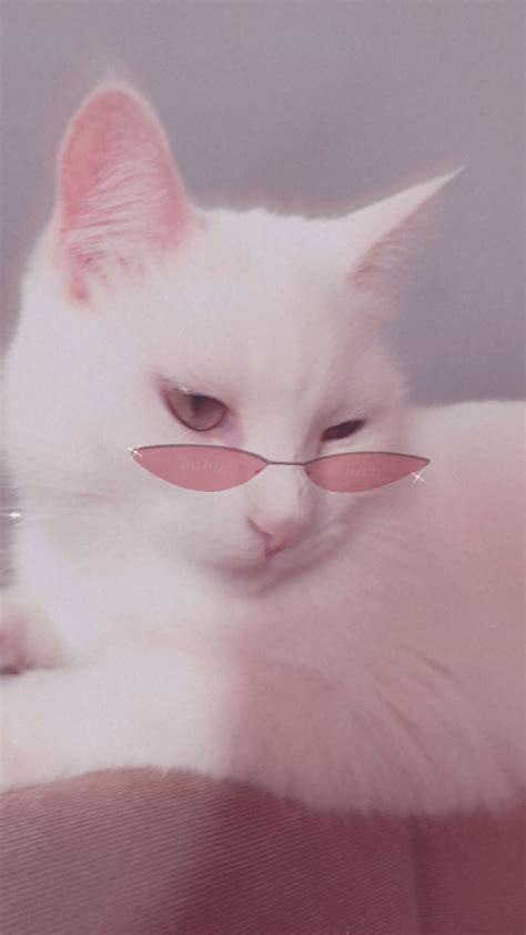 Aesthetic Wallpapers Cat With Glasses Garoto Reclamao