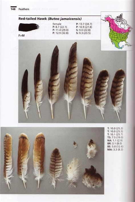 Review Bird Feathers A Guide To North American Species Hawk Feathers Feather Identification