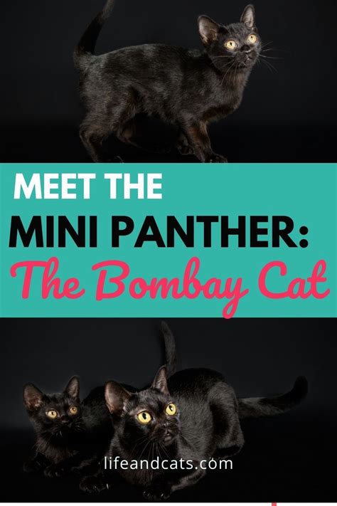 Looking For A Mini Panther Of Your Own Look No Further Than The Bombay