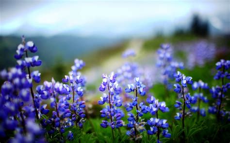 Lupine Flower Wallpapers 1440x900 315880