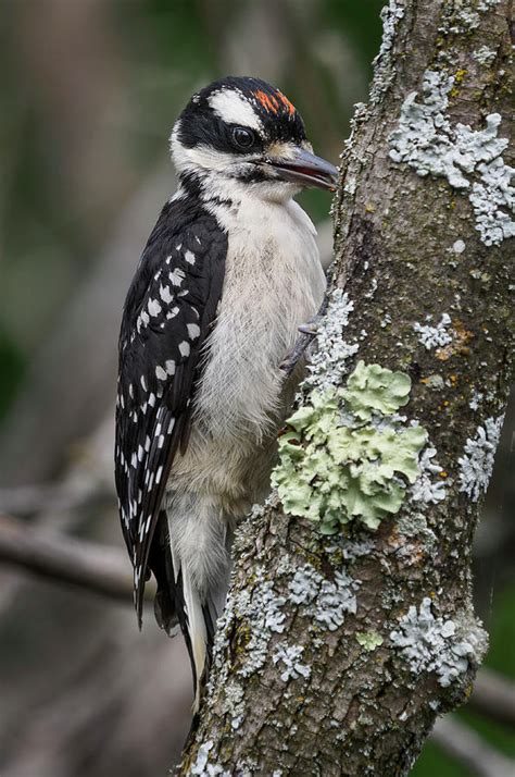 Downey Woodpecker Photograph By Greg Nyquist Fine Art America