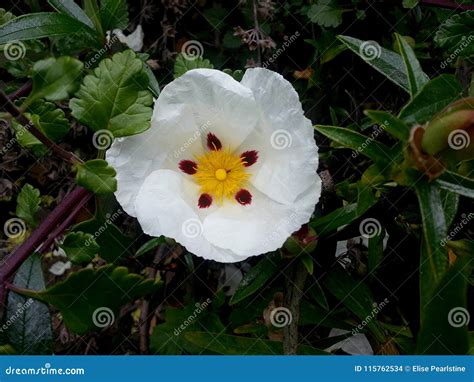Cistus Flower With White Petals Deep Red Dots And Yellow Center Stock
