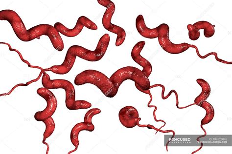 Campylobacter Jejuni Bacteria With Flagella Digital Artwork — Rods