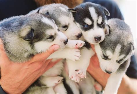 Premium Photo Puppies Siberian Husky Litter Dogs In The Hands Of The