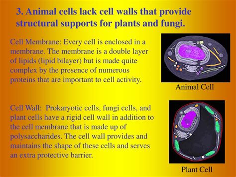 Animal cells do not have cell walls because they do not need them. PPT - Animal Form And Function Part 1 - Invertebrates ...
