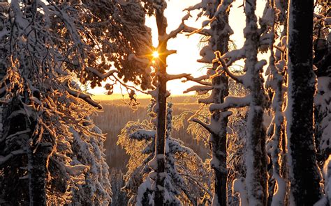 Winter Forest Thick Snow Sun Rays Finland Wallpaper