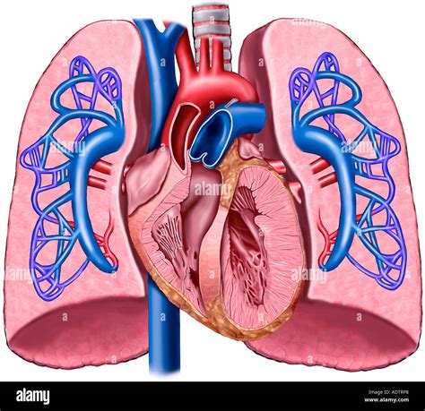 Anatomie Du Cœur Et Les Poumons Avec La Circulation De Lartère