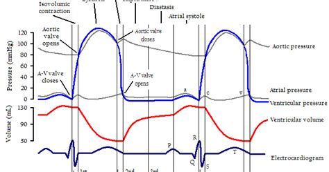 Mediconotebook Paq1c2v3 Sequential Cardiac Cycle Events