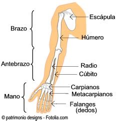 LICEO LOS ÁNGELES SISTEMA ÓSEO Ciencias naturales