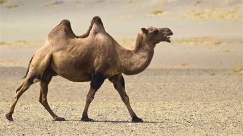 Do Camels Really Store Water In Their Humps Mental Floss