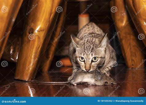 A Ginger Cat Hunting A Mouse Domestic Cat Carrying Small Rodent Rat In