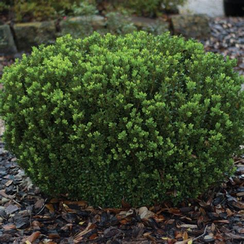 Buxus Sempervirens Woodburn Select American Boxwood Siteone