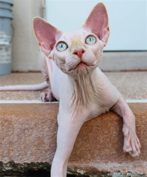 Devon Rex Hairless Cat Breeds Pets Lovers