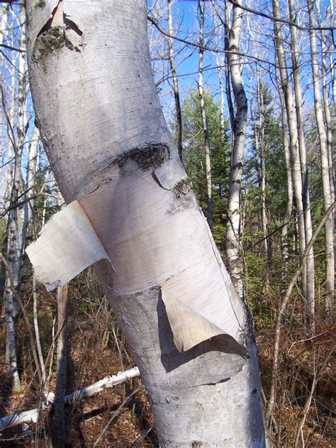 White Birch Paper Birch Trees Of Manitoba · Inaturalist