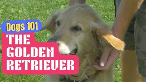 Dogs 101 Golden Retriever The Heart Of Gold Companion Youtube