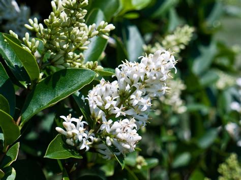 Evergreen White Flowering Shrubs Uk Mbi Garden Plant