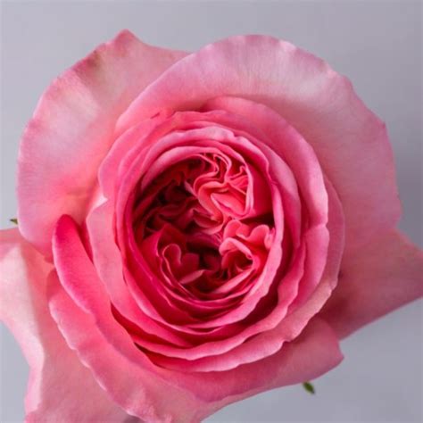Pink Expression Roses Florabundance Wholesale Flowers