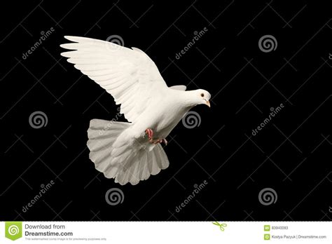 White Dove Flying Symbol Of Love Isolated On Black Background Stock