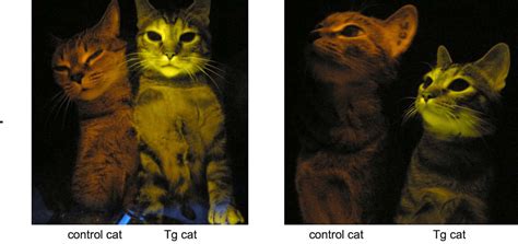 Cats That Glow In The Dark Truth About Pet Food