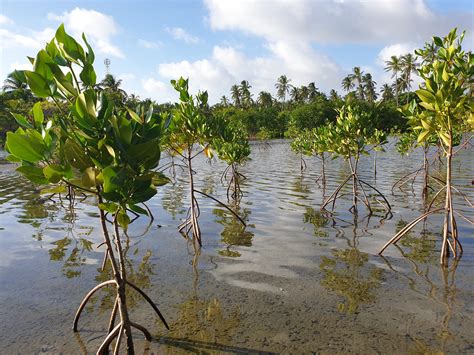 My Mangrove Planting Project Youth Engagement To Address Climate
