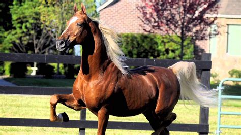 Horse Breed American Saddlebred